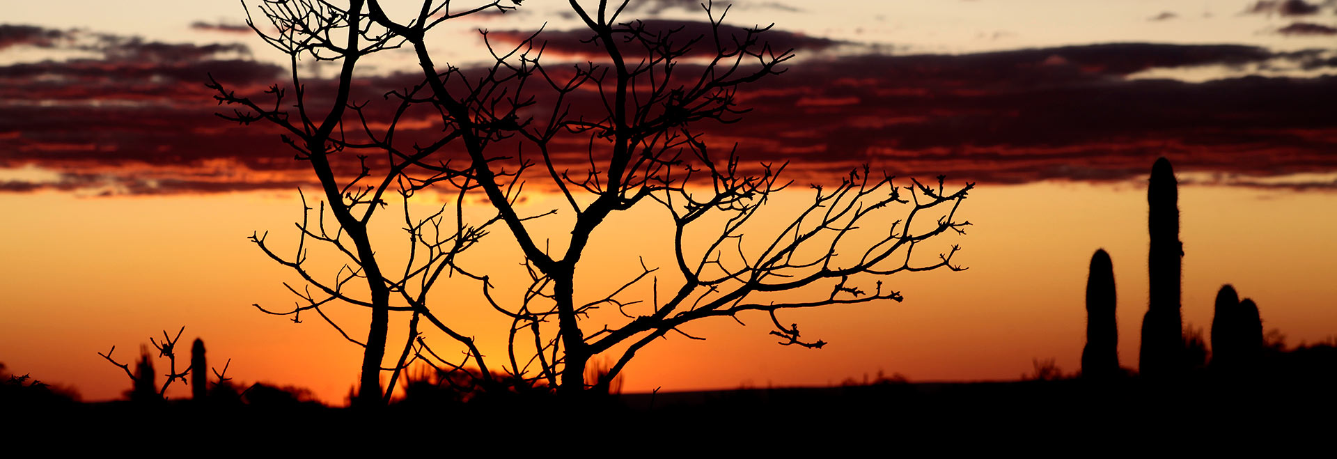 Audiodescrição. Foto: Willianilson Pessoa. Imagem artística e panorâmica de pôr do sol em área de vegetação na Caatinga, sendo que, ao centro, a média distância, há uma árvore de grande porte com vários galhos secos. À direita da foto, alguns mandacarus. Há nuvens no céu. A imagem é construída em tons de preto, abaixo, laranja, ao centro, e vermelho escuro acima. Imagem 1 de 1