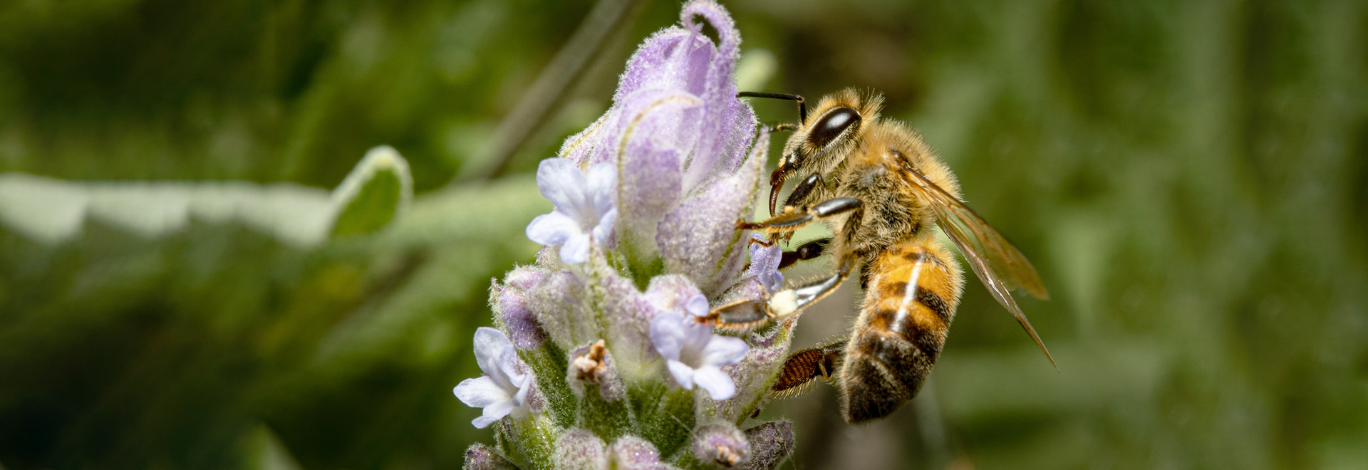 As abelhas são responsáveis pela polinização de 70% de todas as plantas do planeta
