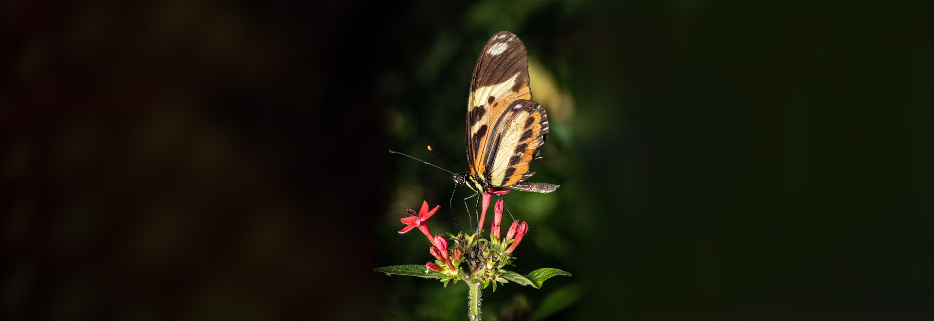 Conhecer os diferentes tipos de borboletas, seu comportamento e sua história evolutiva é essencial para entender a biodiversidade do planeta