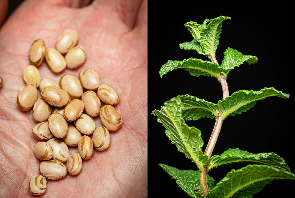 Pesquisador comparou o perfil de compostos voláteis em amostras de hortelã (à direita) e feijão carioca (à esquerda) cultivados em três sistemas diferentes