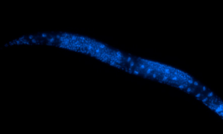 Vermes da espécie C. elegans foram modelos experimentais utilizados na pesquisa