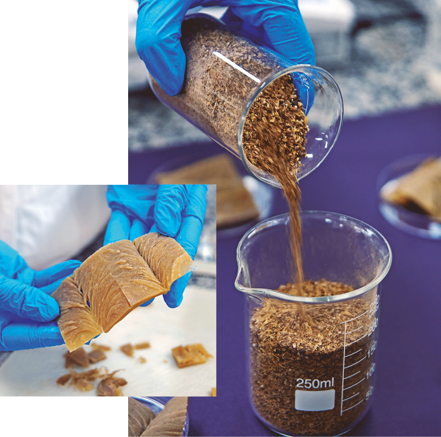 Na foto maior, bagaço de malte utilizado para a extração de proteínas; no  destaque, produto vegetal proteico análogo à carne produzido na pesquisa