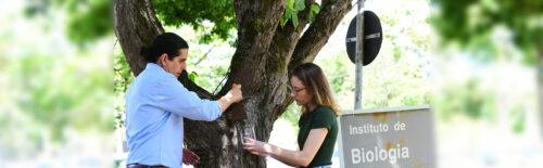 O professor André Garraffoni e a bióloga Emiliana Brotto recolhem amostras de musgos: árvores do Instituto de Biologia são habitat de tardígrados