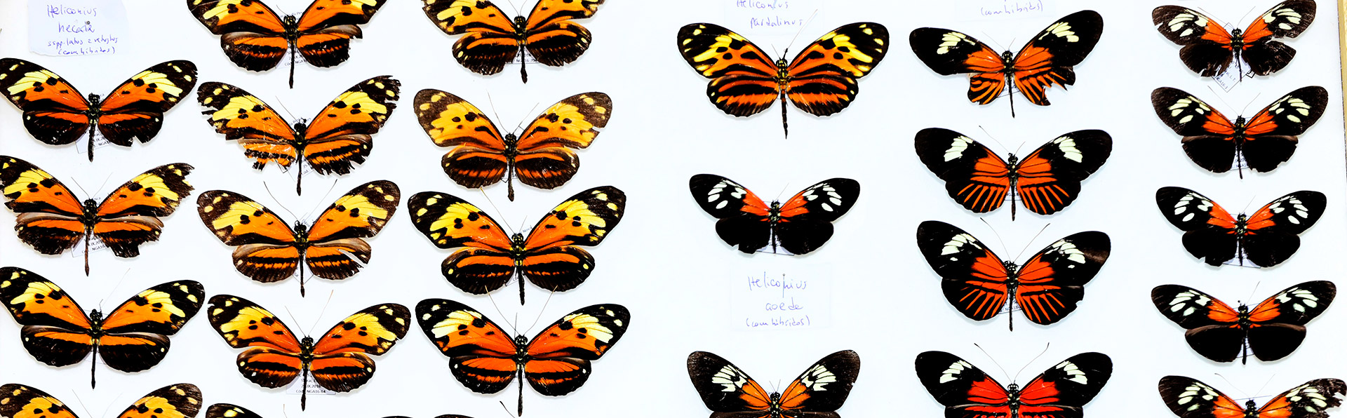 A borboleta da espécie Heliconius elevatus surgiu do cruzamento de ancestrais das atuais Heliconius melpomene e Heliconius pardalinus